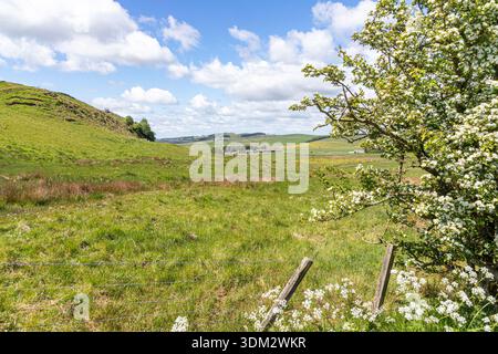 Guardando verso Milecastle 42 a Cawfields sul Vallo di Adriano vicino a Once Brewed, Haltwhistle, Northumberland, Engald, Regno Unito Foto Stock