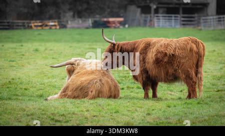 Mucca Orange-Brown Highland al pascolo a Green Field Foto Stock