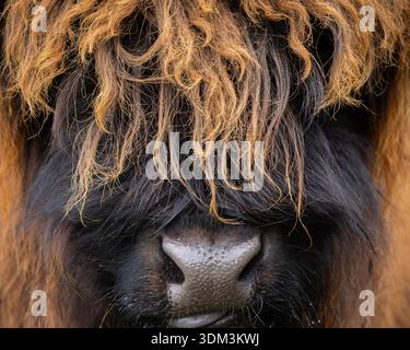 Mucca Orange-Brown Highland al pascolo a Green Field Foto Stock