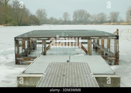 Gabbia di legno a rete metallica zincata per la protezione dai castori in fibra di Castore eurasiatica roditori semiacquatici europei che creano dighe di legno a. Foto Stock