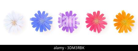 Set di fiori primaverili colorati isolati su bianco Illustrazione Vettoriale