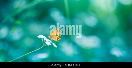 Farfalla dorata che riposa su una lussureggiante erba verde in un prato vibrante caratterizzato da una bella sfocatura e da un'idilliaca illuminazione della natura estiva Foto Stock