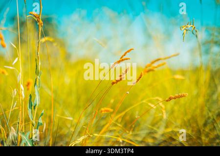 Prato astratto, sfocatura della natura, sfondo asciutto, colori pastello, messa a fuoco tenue, bokeh botanico artistico, paesaggio autunnale, paesaggio floreale Foto Stock