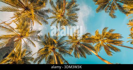 Si affaccia sullo sfondo panoramico della natura tropicale con alte palme e foglie, con il radioso e colorato cielo del tramonto, la serena atmosfera dell'isola estiva Foto Stock