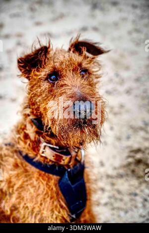 Ritratto di Irish terrier sulla spiaggia Foto Stock