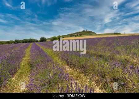 Campi di lavanda in Provenza, paesaggio agricolo panoramico, campagna idilliaca con vibranti fiori viola Foto Stock