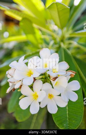 Splendidi fiori di frangipani bianchi freschi e fioriti su un lussureggiante vegetazione tropicale sfondo da ravvicinato della natura esotica Foto Stock