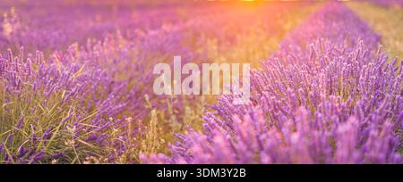 Tramonto panoramico sul campo di lavanda ampio banner Provenza Francia nuvola danzatrice di colori tendenza 2026 paesaggio naturale fuga immersiva Foto Stock