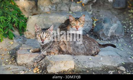 Coppia di gatti randagi appoggiati sul marciapiede che guardano la fotocamera all'aperto Foto Stock