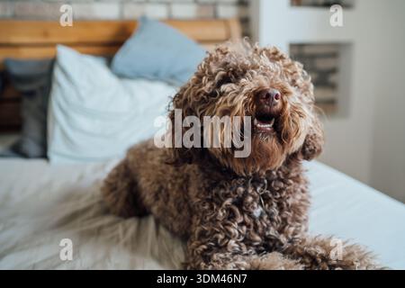 Un simpatico cane marrone maltipoo riccio seduto sul letto in una camera da letto accogliente e luminosa mentre sbadiglia e guarda la macchina fotografica. Animali domestici felici che si godano la mattina Foto Stock