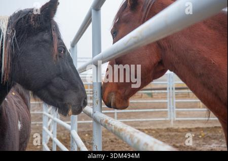 due cavalli che si sniffano a vicenda con recinzione di tubi in acciaio o metallo tra loro possibile trasferimento di malattia in azienda immagine equima orizzontale per cavallo Foto Stock