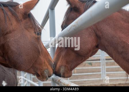 due cavalli che si sniffano a vicenda con recinzione di tubi in acciaio o metallo tra loro possibile trasferimento di malattia in azienda immagine equima orizzontale per cavallo Foto Stock