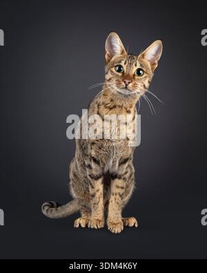 Splendida gatta di Savannah, seduta davanti. Sembra curioso e rivolto verso la fotocamera. Isolato su sfondo nero. Foto Stock