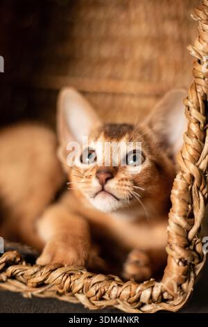 Piccolo gattino della razza abissina seduto nel cestino marrone vimini, guarda verso l'alto. Divertente gattino soffice in pelliccia a casa. Carino e grazioso pus rosso marrone Foto Stock