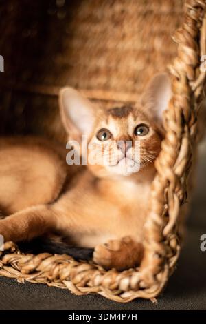 Piccolo gattino della razza abissina seduto nel cestino marrone vimini, guarda verso l'alto. Divertente gattino soffice in pelliccia a casa. Carino e grazioso pus rosso marrone Foto Stock