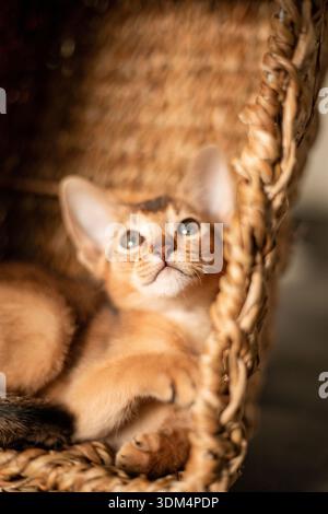 Piccolo gattino della razza abissina seduto nel cestino marrone vimini, guarda verso l'alto. Divertente gattino soffice in pelliccia a casa. Carino e grazioso pus rosso marrone Foto Stock