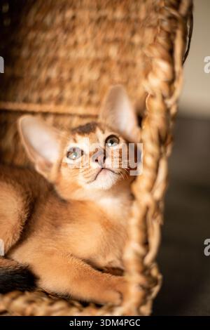 Piccolo gattino della razza abissina seduto nel cestino marrone vimini, guarda verso l'alto. Divertente gattino soffice in pelliccia a casa. Carino e grazioso pus rosso marrone Foto Stock