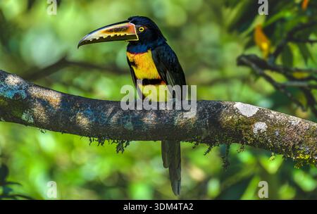 Aracari con colletto arroccato su un ramo nell'habitat della foresta tropicale nel Parco Nazionale di Arenal, Costa Rica Foto Stock