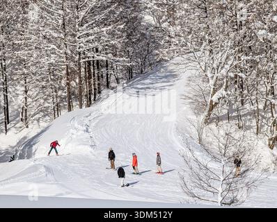 Sciatori e snowboarder che percorrono una pista innevata costeggiata da alberi a Madarao, in Giappone Foto Stock