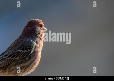 Fringillide della camera Foto Stock