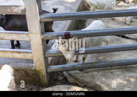 Curioso giovane capra bianca che sbircia attraverso il cancello metallico della fattoria. un piccolo animale dall'espressione triste guarda da dietro la barra d'acciaio del suo recinto Foto Stock