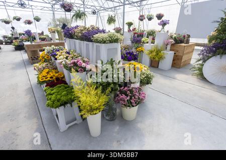 Colorate composizioni floreali nel negozio Fresh Greenhouse. Questo luminoso centro giardino offre un'ampia selezione di piante vivaci e splendidi bouquet Foto Stock