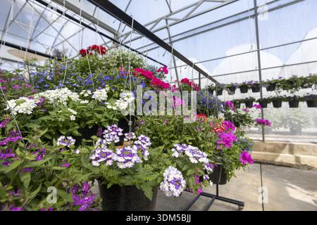 Vivaio in serra vivace e colorata piena di varietà di piante floreali in fiore in cesto e vaso appeso. bellezza della crescita di petunia in spr brillante Foto Stock
