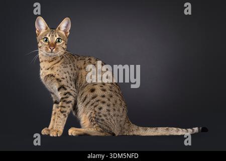 Splendida gatta di Savannah, seduta su di lato. Guarda curioso verso la fotocamera. Isolato su sfondo nero. Foto Stock