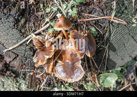 Gruppo di piccoli funghi selvatici che crescono su un ceppo di alberi di muschio in una foresta galiziana, in Spagna Foto Stock