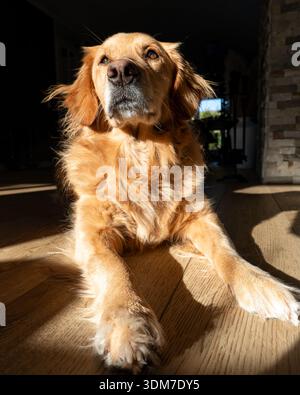 Bellissimo cane Golden retriever che si rilassa all'interno con una calda luce naturale del sole. Foto Stock