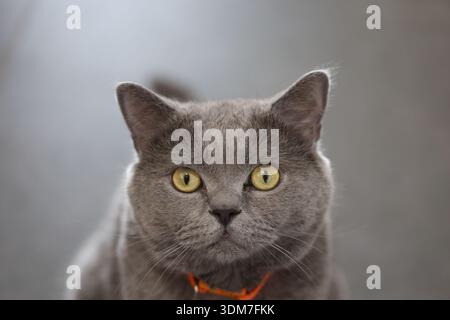 primo piano ritratto di un gatto britannico shorthair Foto Stock