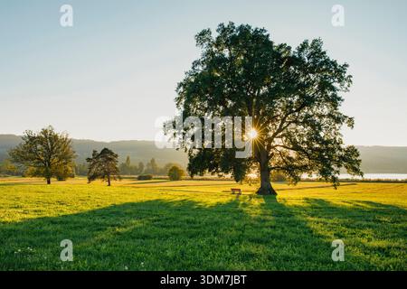 Quercia sessile, quercia Durmast (Quercus petraea). Albero solitario in primavera in controluce. Svizzera Foto Stock