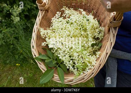 Sambuco nero, sambuco (Sambucus nigra). Raccoglieva i fiori di sambuco in un cestino. Germania Foto Stock