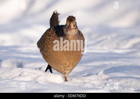 Queste fotografie catturano un fagiano comune femminile (Phasianus colchicus) in un ambiente invernale sereno e innevato. Foto Stock