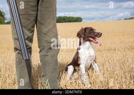 Inglese Springer Spaniel seduto accanto a un cacciatore. Svezia Foto Stock