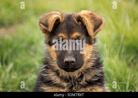 Pastore tedesco. Ritratto di un cucciolo. Germania Foto Stock