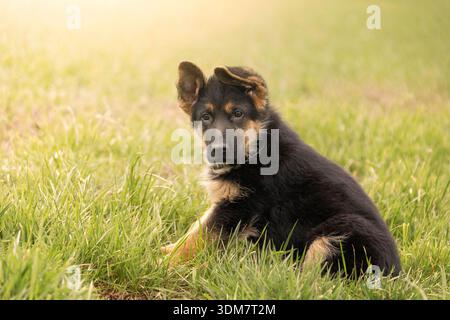 Pastore tedesco. Cucciolo seduto in un prato. Germania Foto Stock