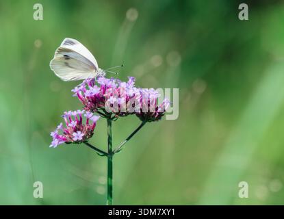 Farfalla bianca su fiore viola con sfondo verde tenue Foto Stock