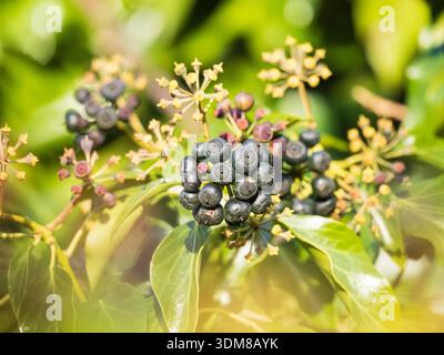 Bacche nere ad alta energia dell'arrampicatore sempreverde, Hedara Helix, edera, una fonte di cibo invernale per gli uccelli Foto Stock