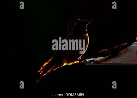 Un'immagine serale retroilluminata di un colibrì di Anna (Calypte anna); appollaiato su un alimentatore di acqua zuccherata Foto Stock
