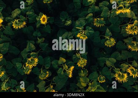 Vista dall'alto del mazzo di girasoli sul campo agricolo. Foto Stock