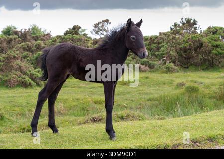 Puledro di pony selvaggio a Bodmin Moor, Cornovaglia, Regno Unito Foto Stock