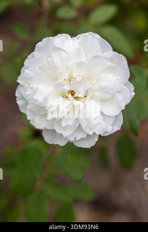 Primo piano di una bellissima rosa bianca che fiorì in agosto in un giardino all'inglese Foto Stock