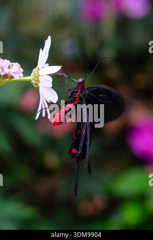 Farfalla rosa aggrappata a un fiore bianco con un morbido sfondo floreale sfocato presso la Casa delle Farfalle. Foto Stock