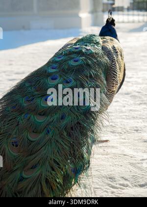 Primo piano di Peacock Feather Pattern in Snow, Exotic Bird in Urban Park Foto Stock