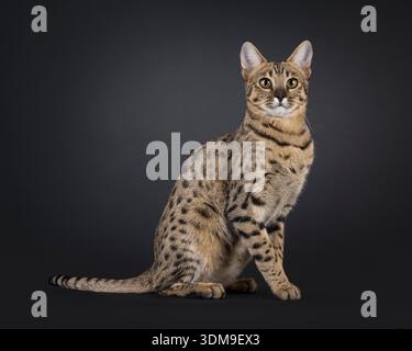 Bellissimo gatto F7 Savannah, seduto lateralmente. A fuoco accanto alla fotocamera. Isolato su sfondo nero. Foto Stock