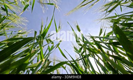 Guardando verso l'alto attraverso un campo di grano verde verso il cielo. Visuale dall'interno di un lussureggiante campo di grano, con gambi verdi vibranti che si avvicinano a una superficie chiara Foto Stock