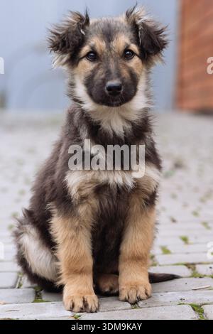 Vista frontale ritratto di un piccolo cucciolo di razza mista seduto su un terreno pavimentato all'aperto. Giovane e soffice cane con gambe corte, pelliccia morbida ed espressioni attente Foto Stock