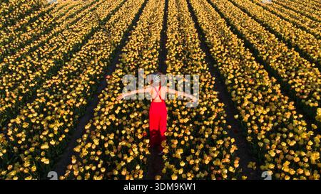 Una donna irriconoscibile che indossa un abito rosso si erge dietro alla macchina fotografica in un vasto campo di fiori di tulipani gialli al tramonto. Cultura dei tulipani olandesi, stagione primaverile. Foto Stock