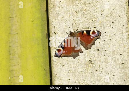 Farfalla di pavone (Aglais io) insetto adulto appoggiato su un palo di cemento, Inghilterra, Regno Unito Foto Stock